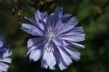 090629 - 1758 - Wegwarte